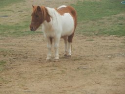 Poneys